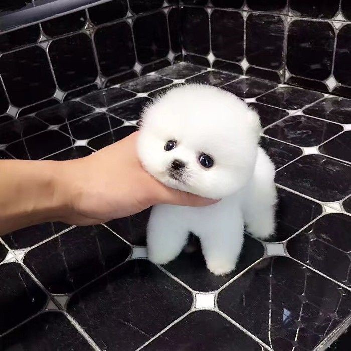 犬舍繁殖基地