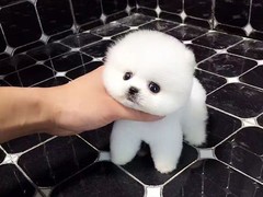 犬舍繁殖基地