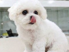 广东真顺犬业