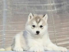 豆豆犬舍