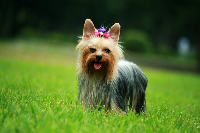 犬舍繁殖基地