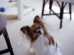 唐山英国玩具犬