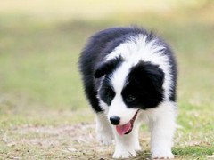 东莞田野小猎犬