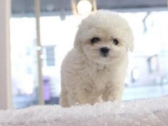长沙喜喜犬舍