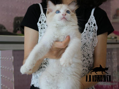 杭州蓝白多少钱