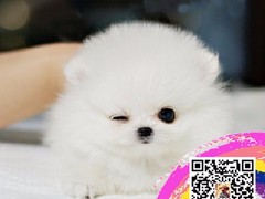 环奥名宠