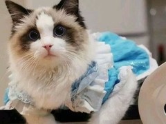 欣妍猫舍