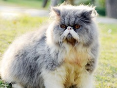歆瑶猫舍