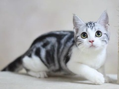 小许宠物
