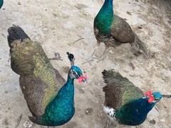 兰州金龙鱼出售