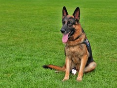 南昌硬毛指示格里芬犬