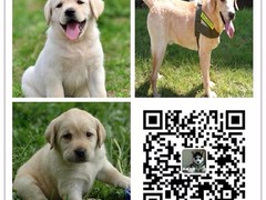 天诚犬业