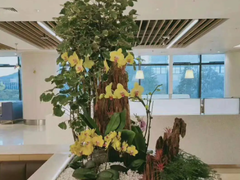 北京綠植花卉租賃租擺