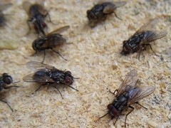 绵阳灭鼠公司