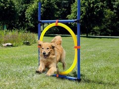 合肥训犬学校