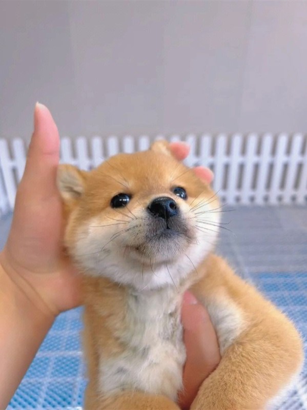 犬舍繁殖基地