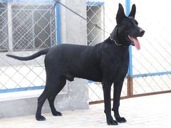 银川比利牛斯牧羊犬