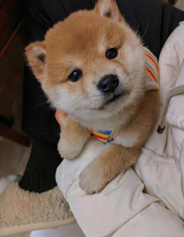 犬舍繁殖基地