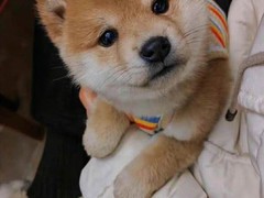 犬舍繁殖基地