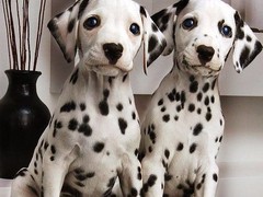 星园犬业