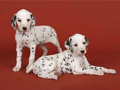 乌鲁木齐圣伯纳犬