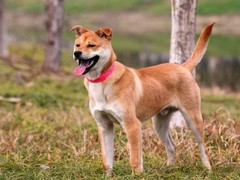 福州荷兰毛狮犬