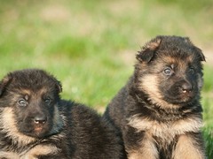 广东退伍兵犬舍