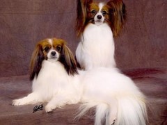 南昌德国宾莎犬