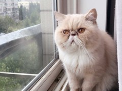 杭州蓝白多少钱