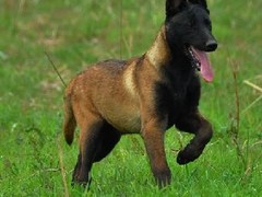 南昌比利时马林诺斯犬