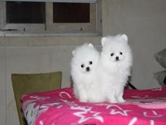 盛诚犬业