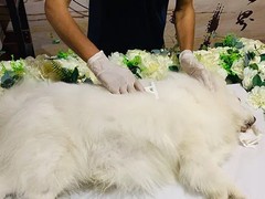 金华武义宠物火化服务中心