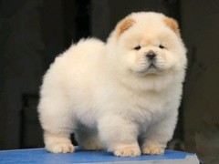 信达犬业