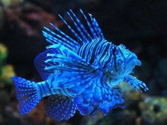 郑州鱼缸批发销售