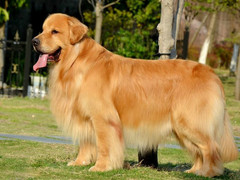 宏大犬业