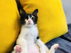 兰州缅因猫价格