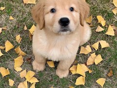 爱宠乐犬舍