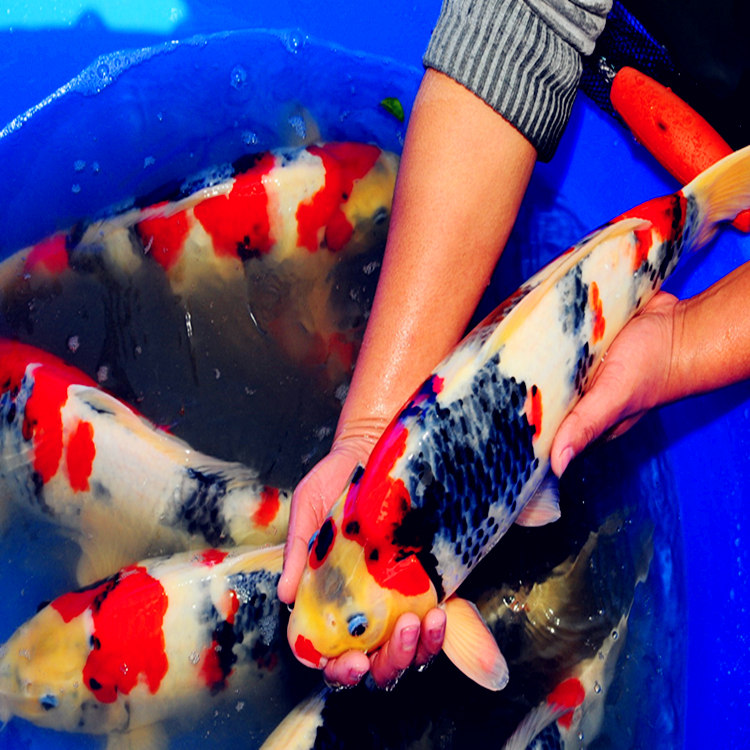 司: 喜明锦鲤养殖场   地 址: 镇平县侯集镇向寨村喜明观赏鱼金鱼锦鲤