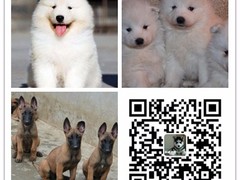 天诚犬业