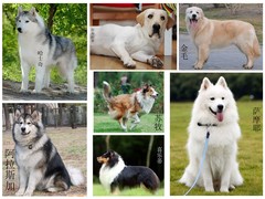 信达猎犬专业养殖基地