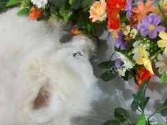 上海宠物火化