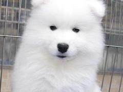 广东真顺犬业