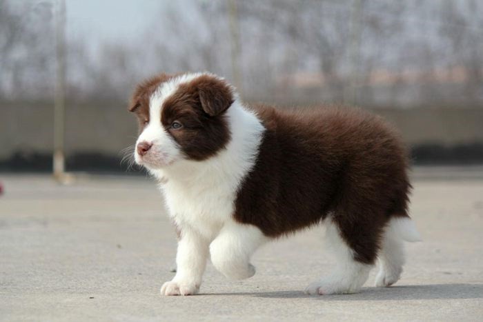 犬舍繁殖基地