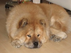金达血统名犬繁育基地