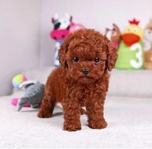 犬舍繁殖基地