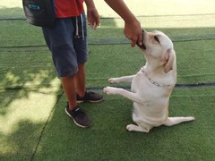盐城训犬基地