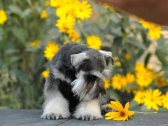 汪泰犬业
