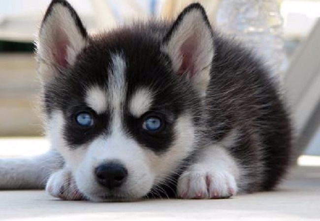 纯种蓝眼三火哈士