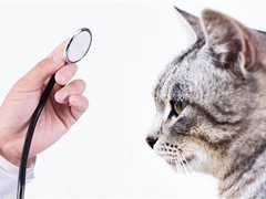 宿迁宠物猫医院
