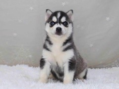 豆豆犬舍